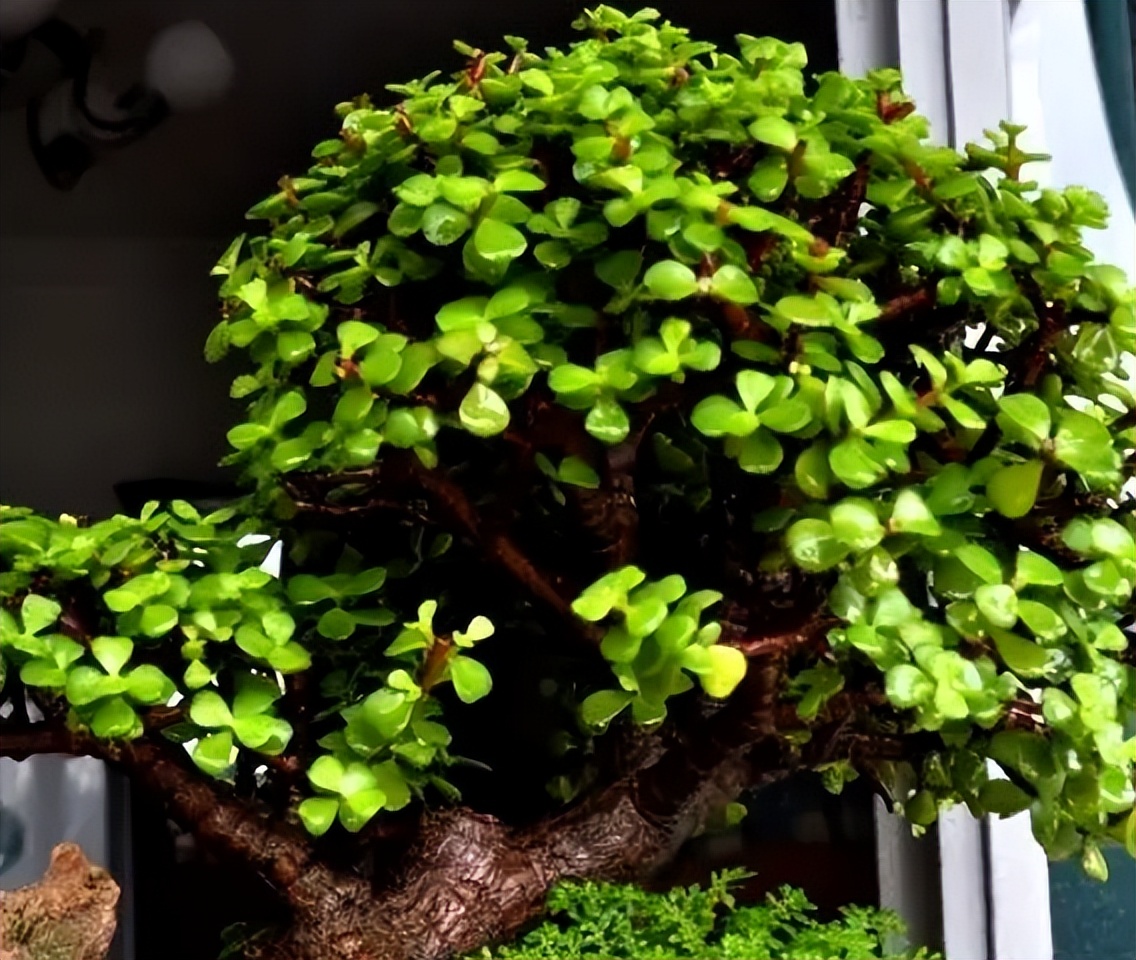 家里养这3种花招财纳福健康长寿,适合懒人养的旺财室内花