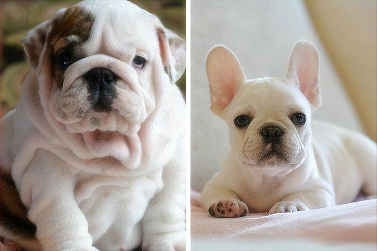 英斗和法斗哪个凶,法斗和英斗哪个比较好