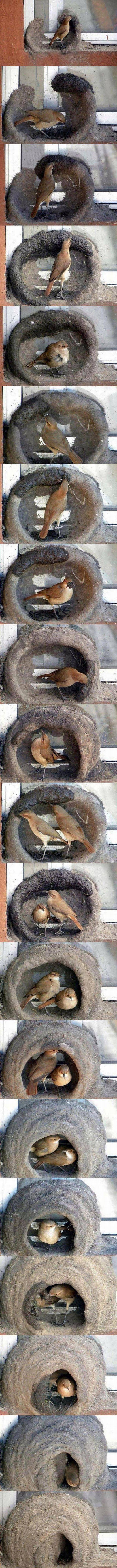 真实大象图片大全可爱,真实野生大象图片