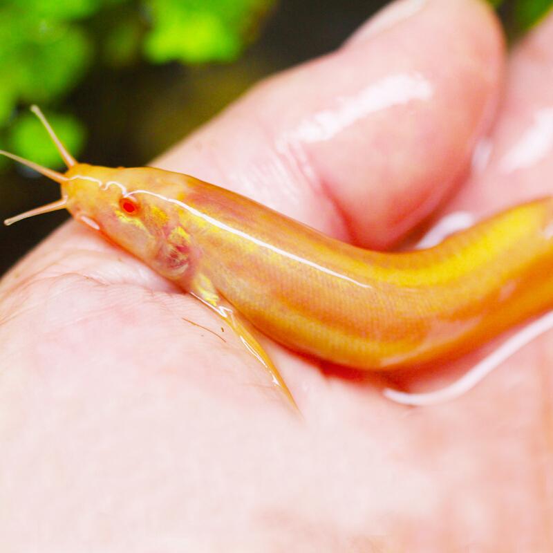 小伙养泥鳅年入百万,90后小伙养变异泥鳅