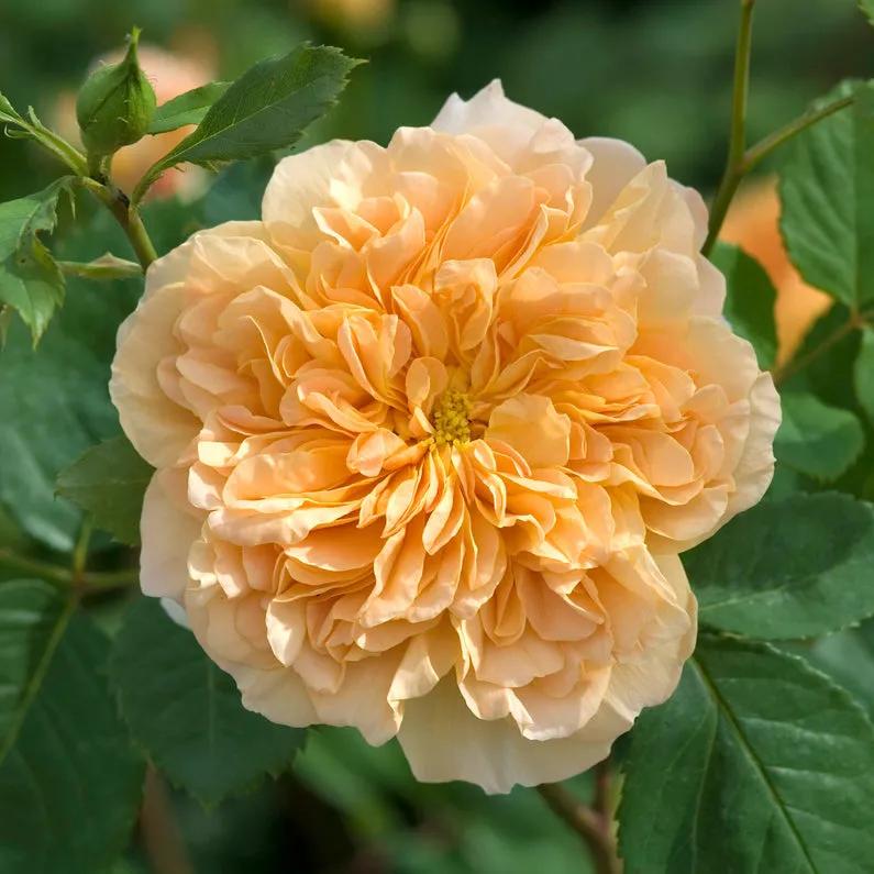 从“运茶快船（TeaClipper）”到英国人对中国茶叶的狂热