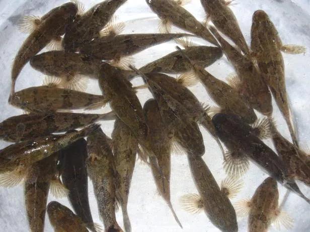 中国常见的淡水鱼全部图片,史上最全的淡水鱼图集