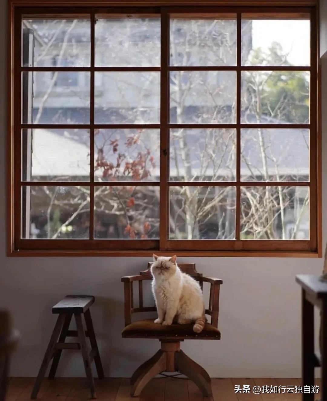 日本中古之家：与古家具和猫咪一起生活的日本博主