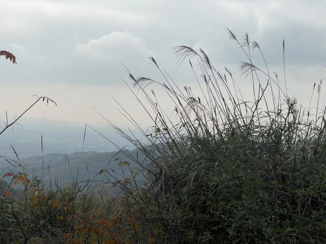 成都旅游豌豆尖,成都仰天窝近郊爬山推荐