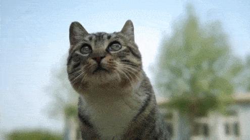 狸花猫和普通的猫咪有什么区别,狸花猫为什么猫咪脖子没有肉