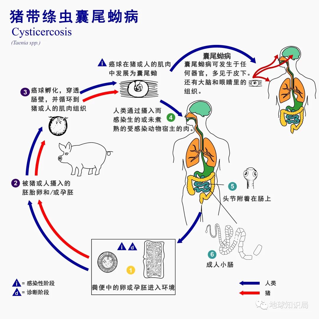 没洗干净的猪大肠到底臭不臭,猪大肠3年没洗是真的吗