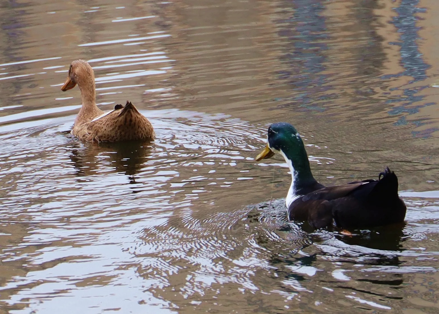 为了交配繁衍，雄性动物有多拼？猫生殖器带刺，鸭子改造成螺旋状