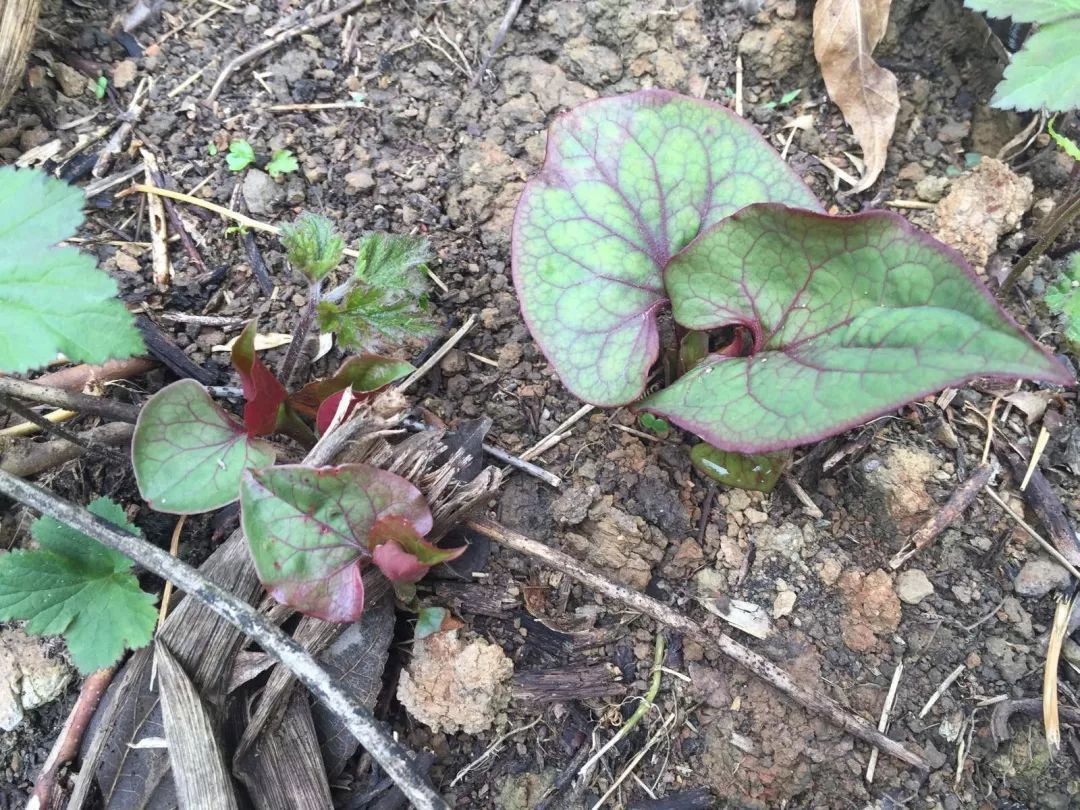 春天挖野菜图片大全,最全野菜图集63种野菜大图鉴