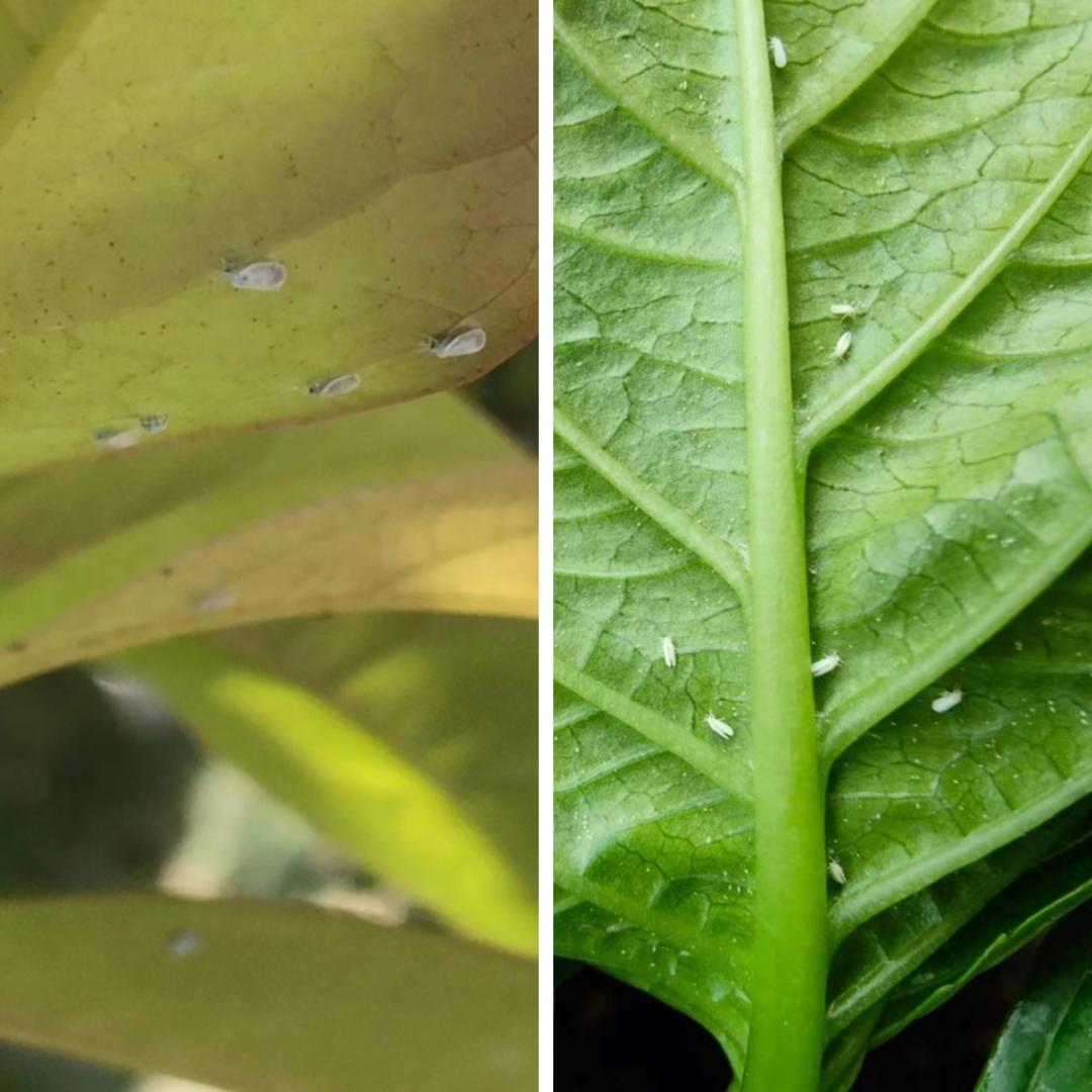 花盆有小白粉虱怎么处理,养花有白虱虫怎么办