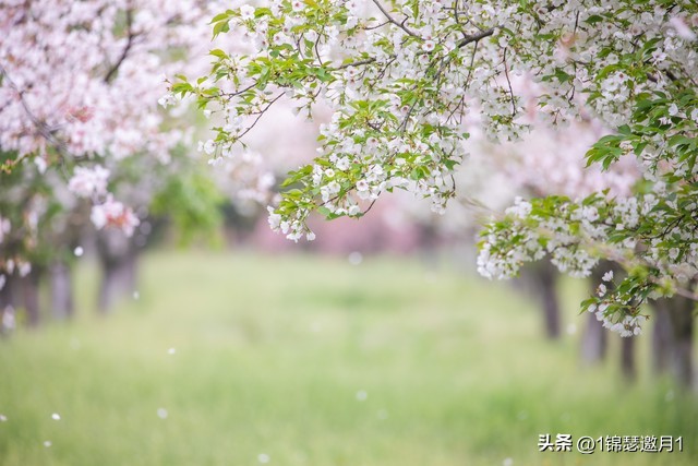 落英缤纷草书欣赏,落英缤纷美句简短