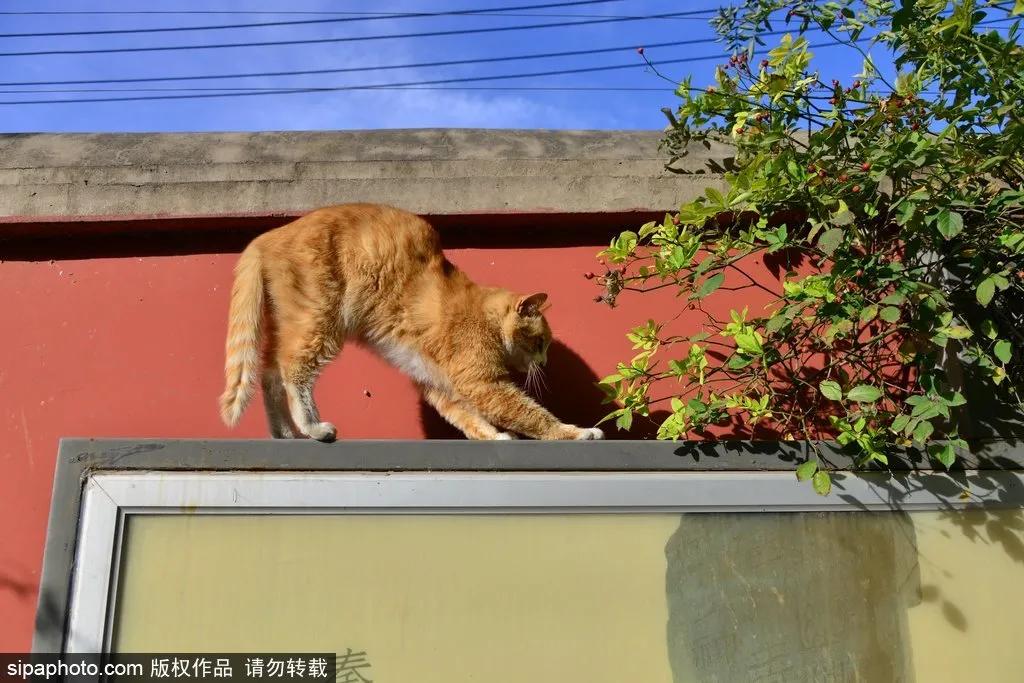 故宫御猫最火的猫,北京故宫的猫为什么叫御猫