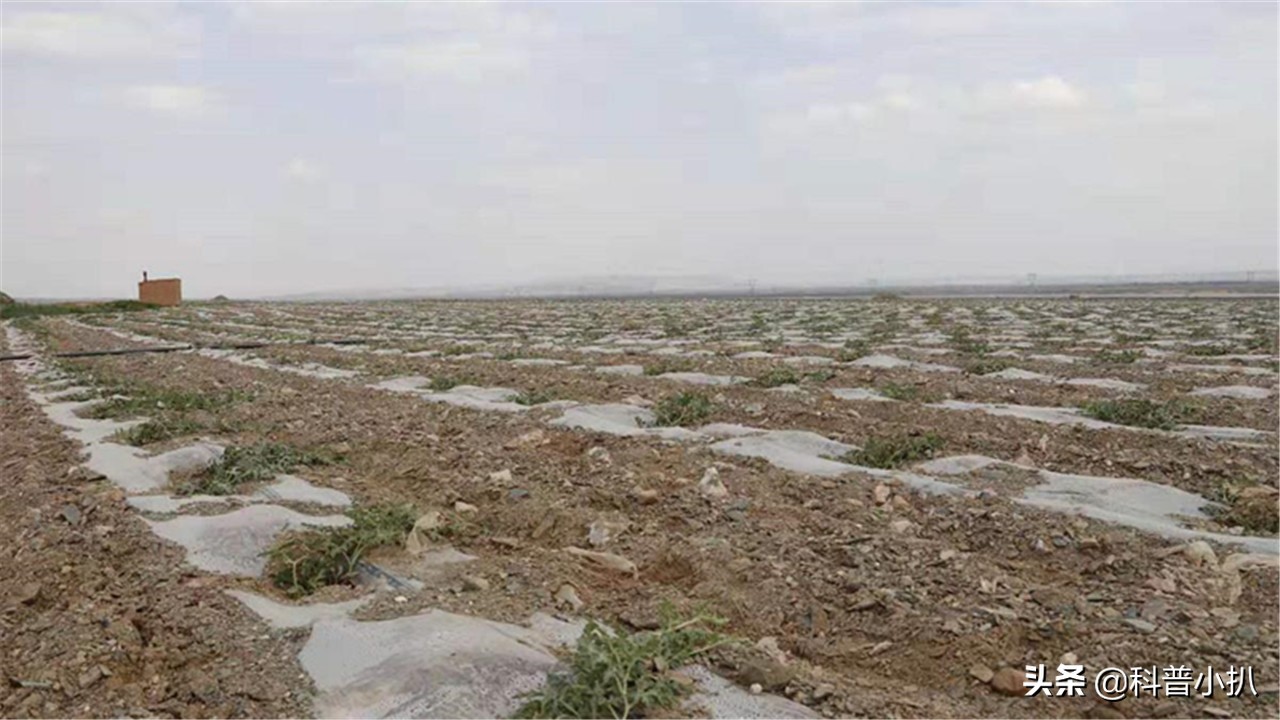 硒砂瓜种植现存问题,种植硒砂瓜的有利自然条件有哪些