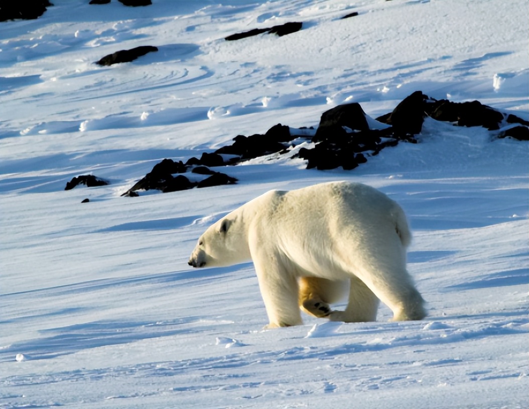 1991年中国科考队担心考察北极受阻，挪威：中国66年前已签过条约