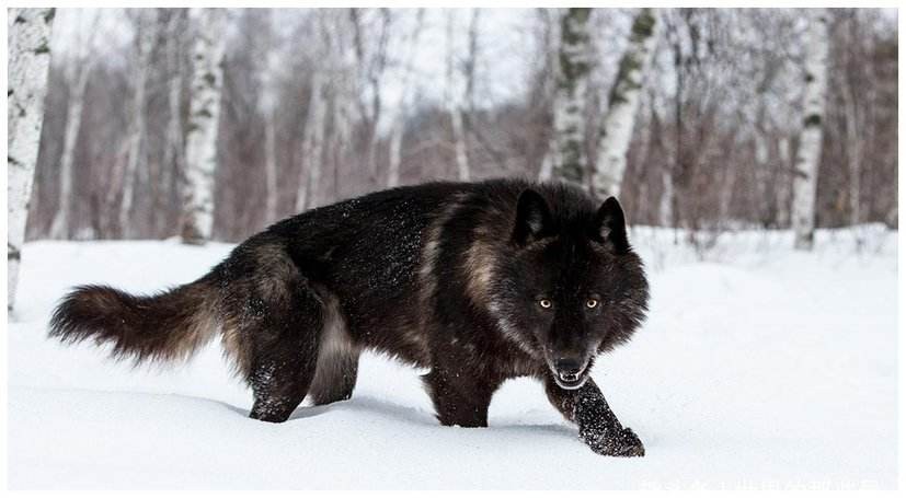 老猎人可怕经历,极度恐慌1到4级实验室