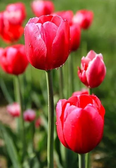 一花一世界一念一佳人的图片,一花一世界一叶一春秋图片