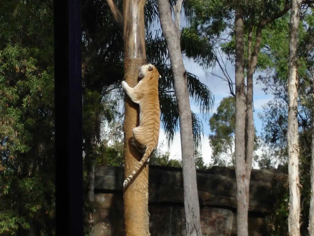 老虎豹子都会洗澡为什么猫不会,老虎为什么不会爬树猫会爬