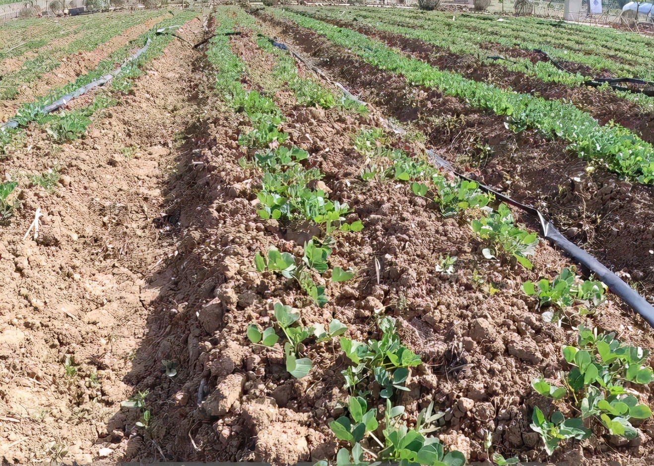 花生什么时候种植怎么种产量更好,花生每亩产量2000斤的种植技术