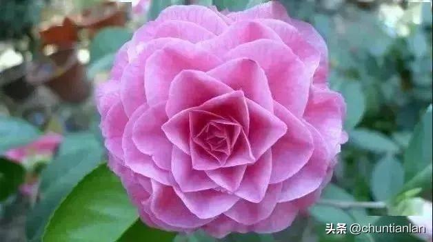 山茶花纯音乐,山茶花