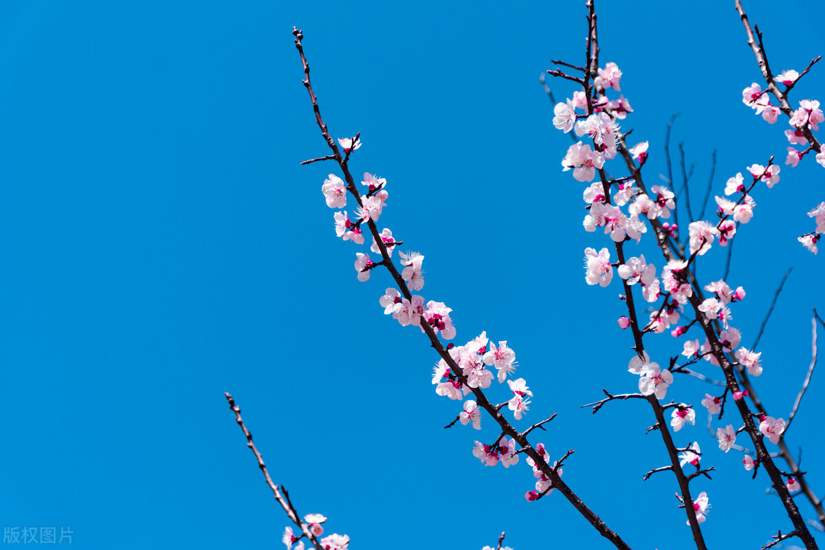 具有代表性的桃花古诗,古诗中描写桃花的诗句有哪些