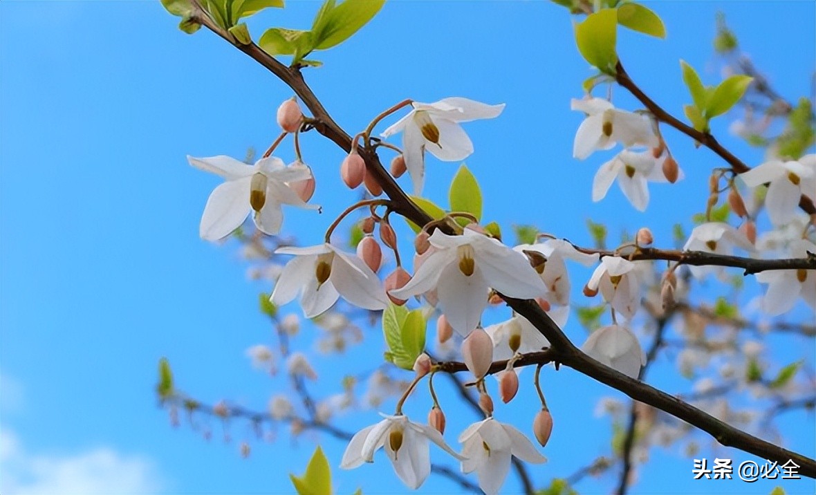 观花乔木有什么,观花乔木有前景吗