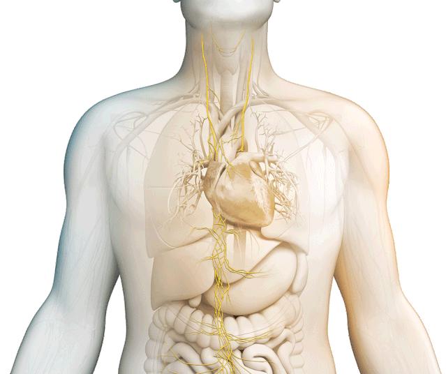迷走神经调节,缓解迷走神经的方法