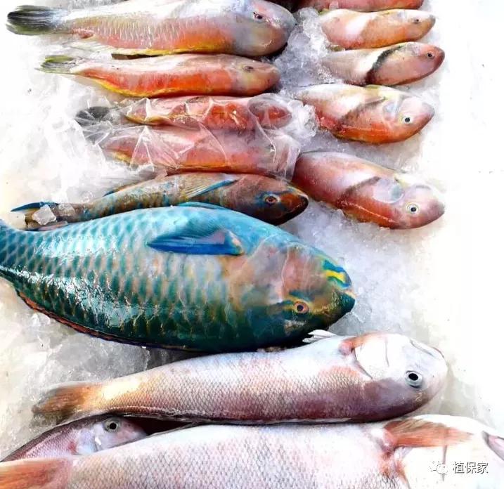 鱼蛋白哪些是正品,鱼精蛋白骗局揭秘