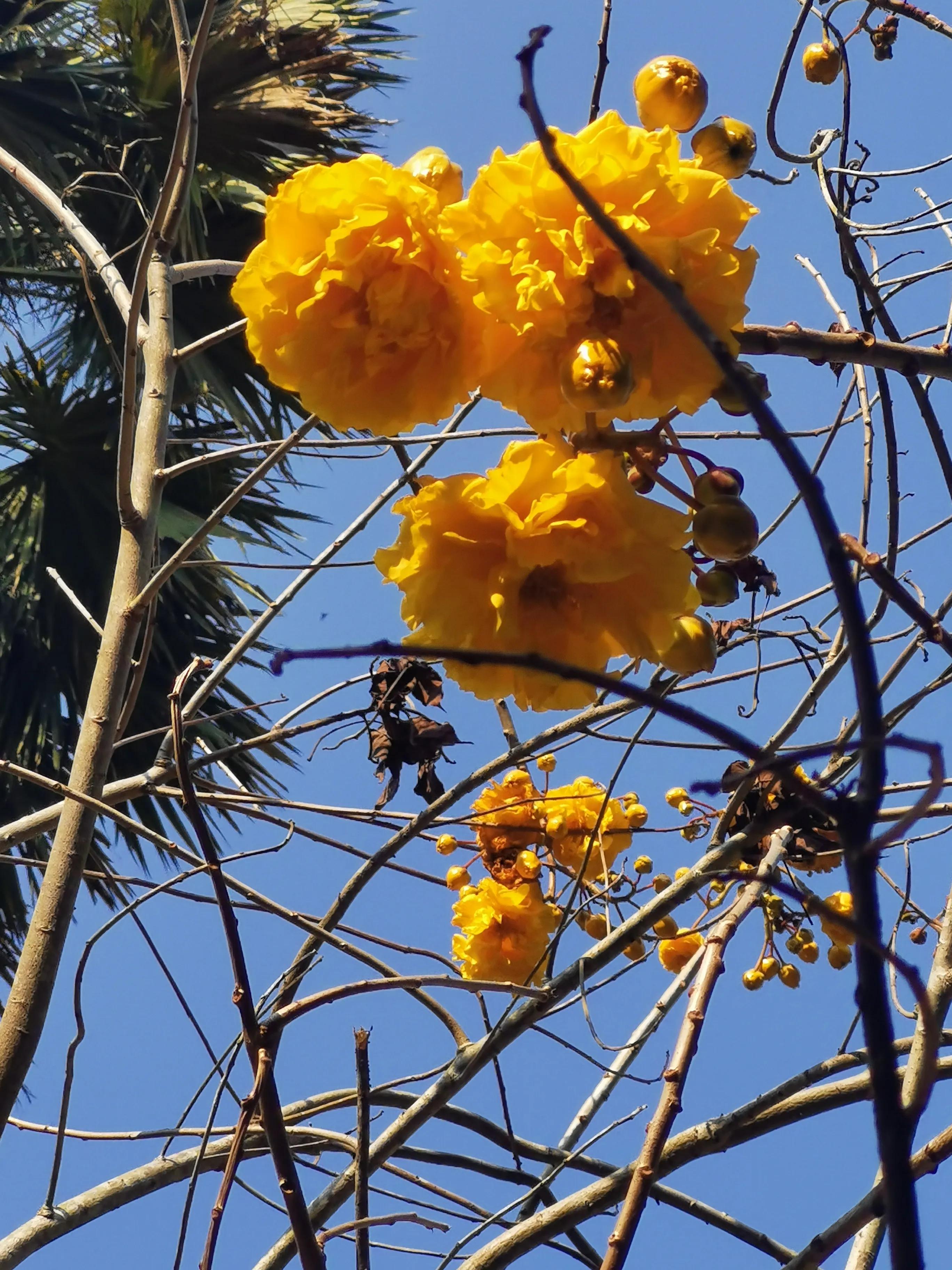 西双版纳10日行——走遍春夏秋冬，总会有人四季等你。