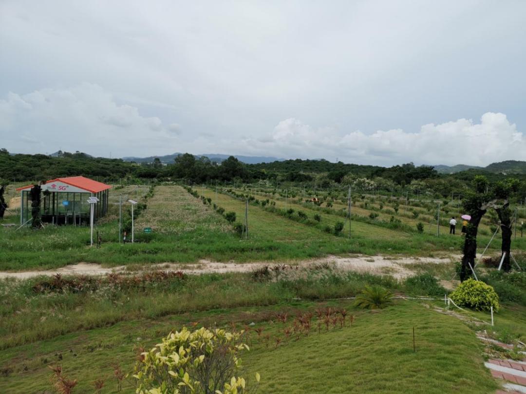 广东联通：数字赋能乡村振兴，打造智慧“大唐荔乡”
