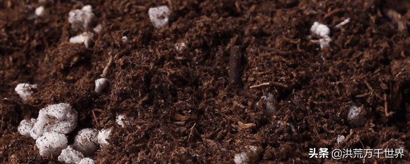 土里有小白虫子怎么治,土里有小白虫子怎么办