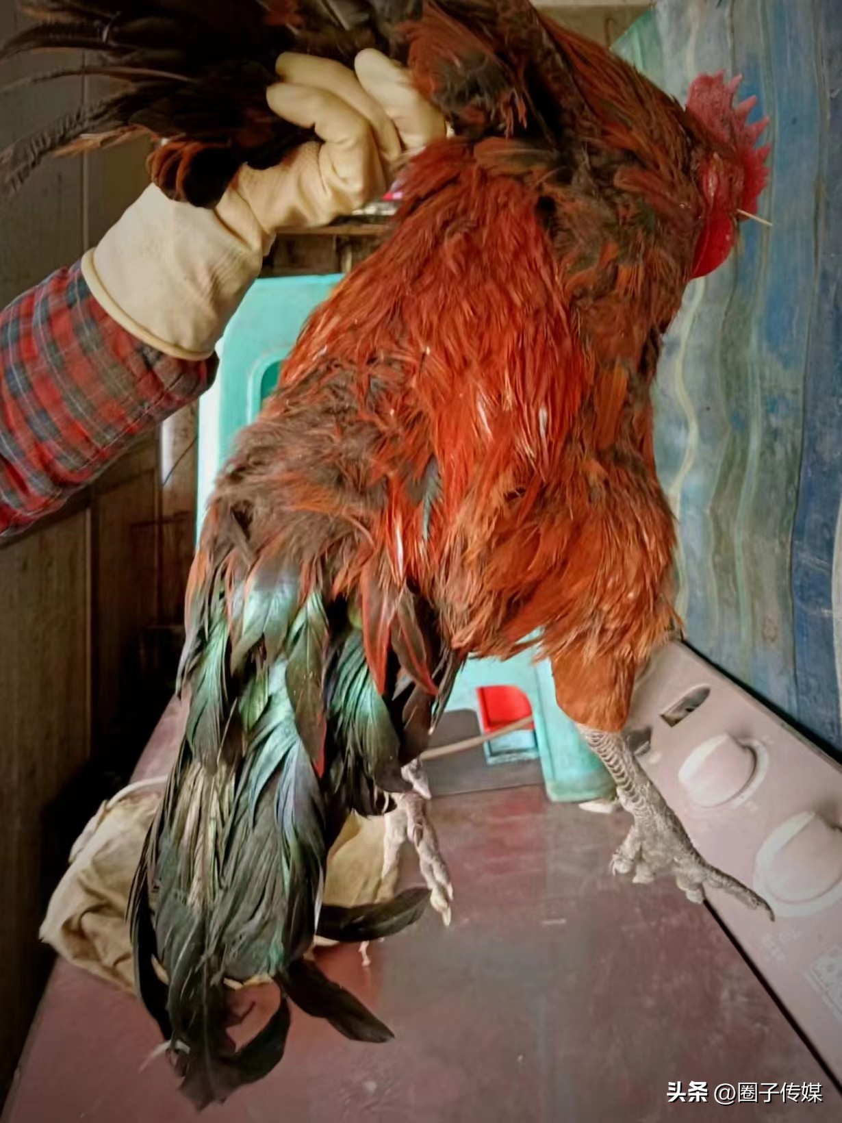 鲜香的舌尖诱惑,从经典延至创新,【震旦海鲜烧烤酒店】