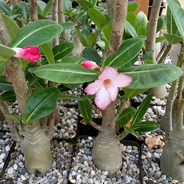 102个大类近500个多肉植物图片，都极其美丽，建议在家中也养一盆