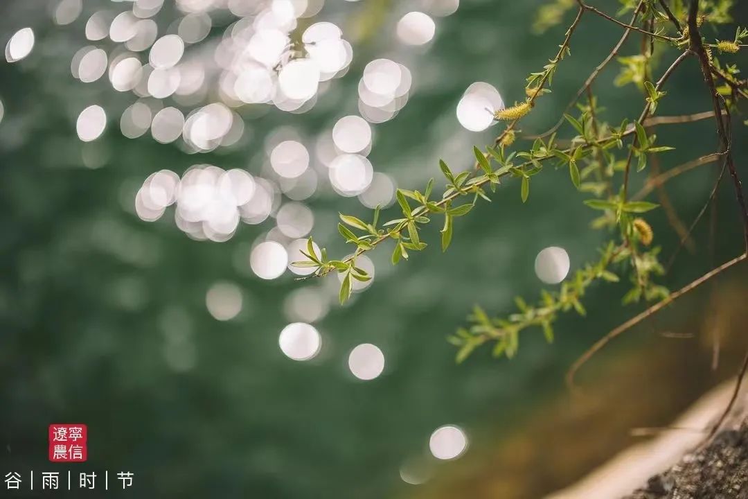 二十四节气之谷雨内容,二十四节气之谷雨的故事