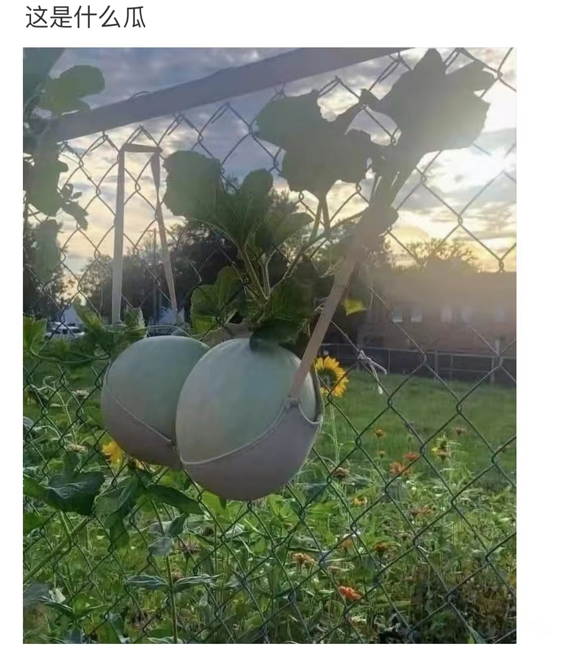 搞笑神回复骨头硬了,搞笑神回复神评论图片