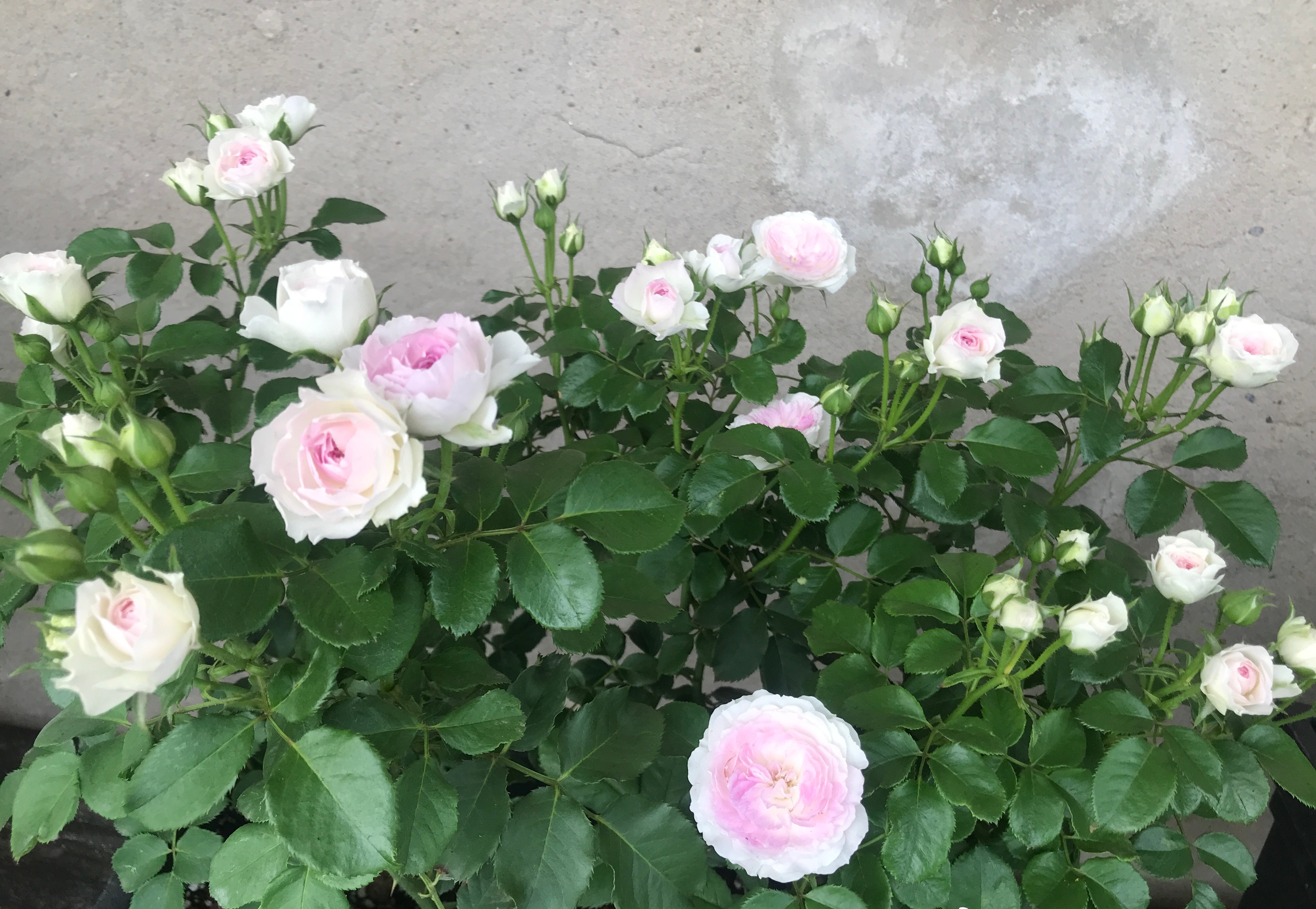 月季花蓝色晴空,月季花蓝月石