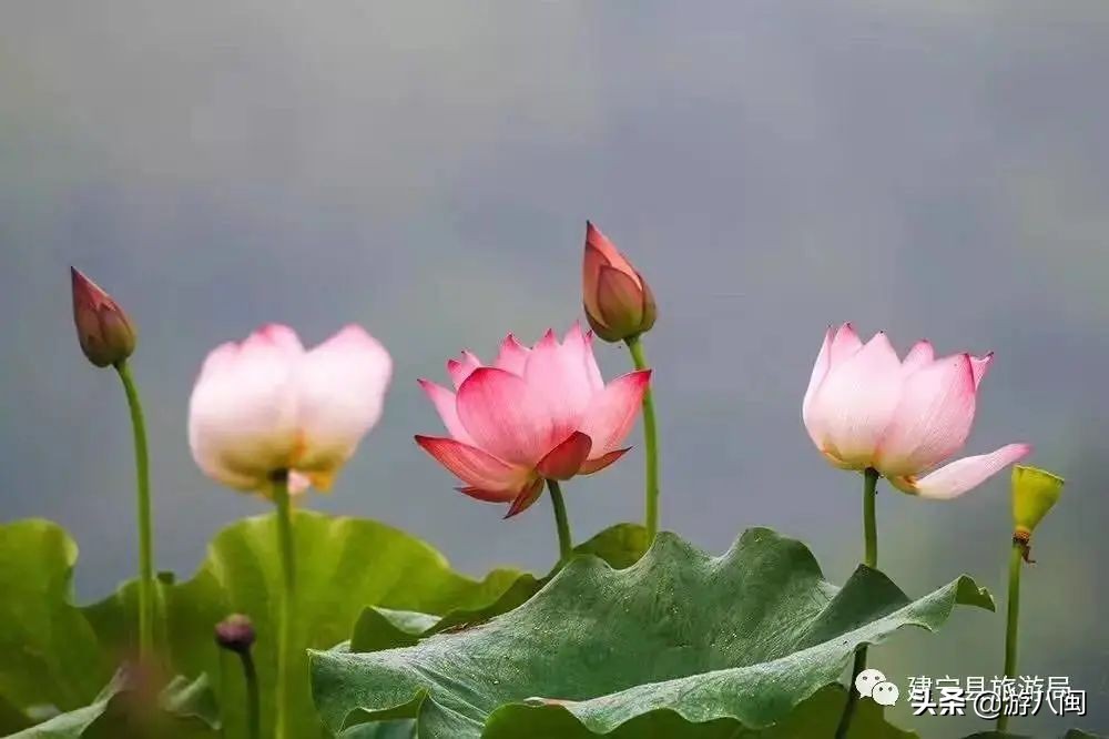 世界最大的梯田,世界梯田之最