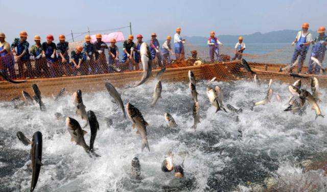 十年禁渔看长江鱼群物种更多样,长江禁渔仅两年就鱼群翻涌