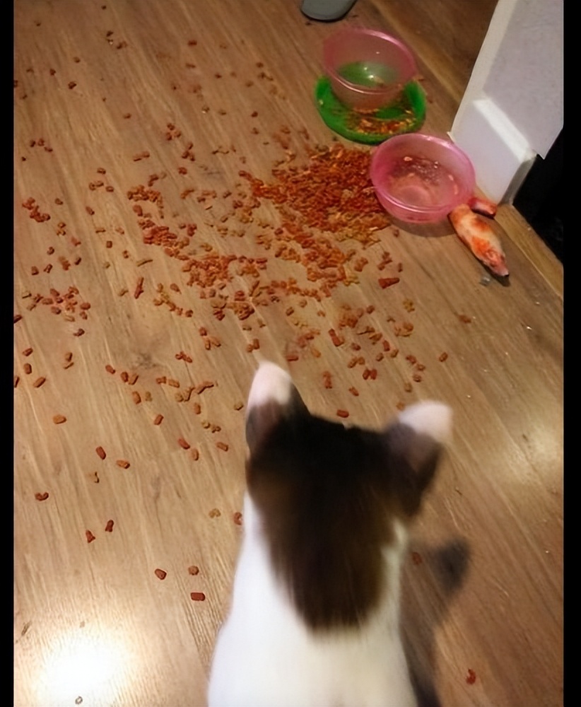 到底该不该揍猫,真的能忍住不揍猫么