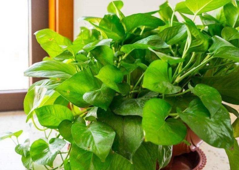 18种净化空气适宜家中养殖的花,能净化空气的家养花