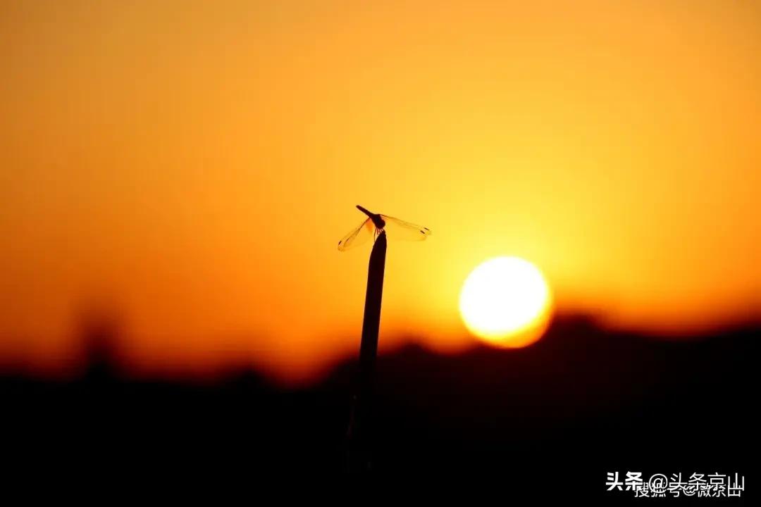 京山摄影爱好者,京山市摄影最牛的人