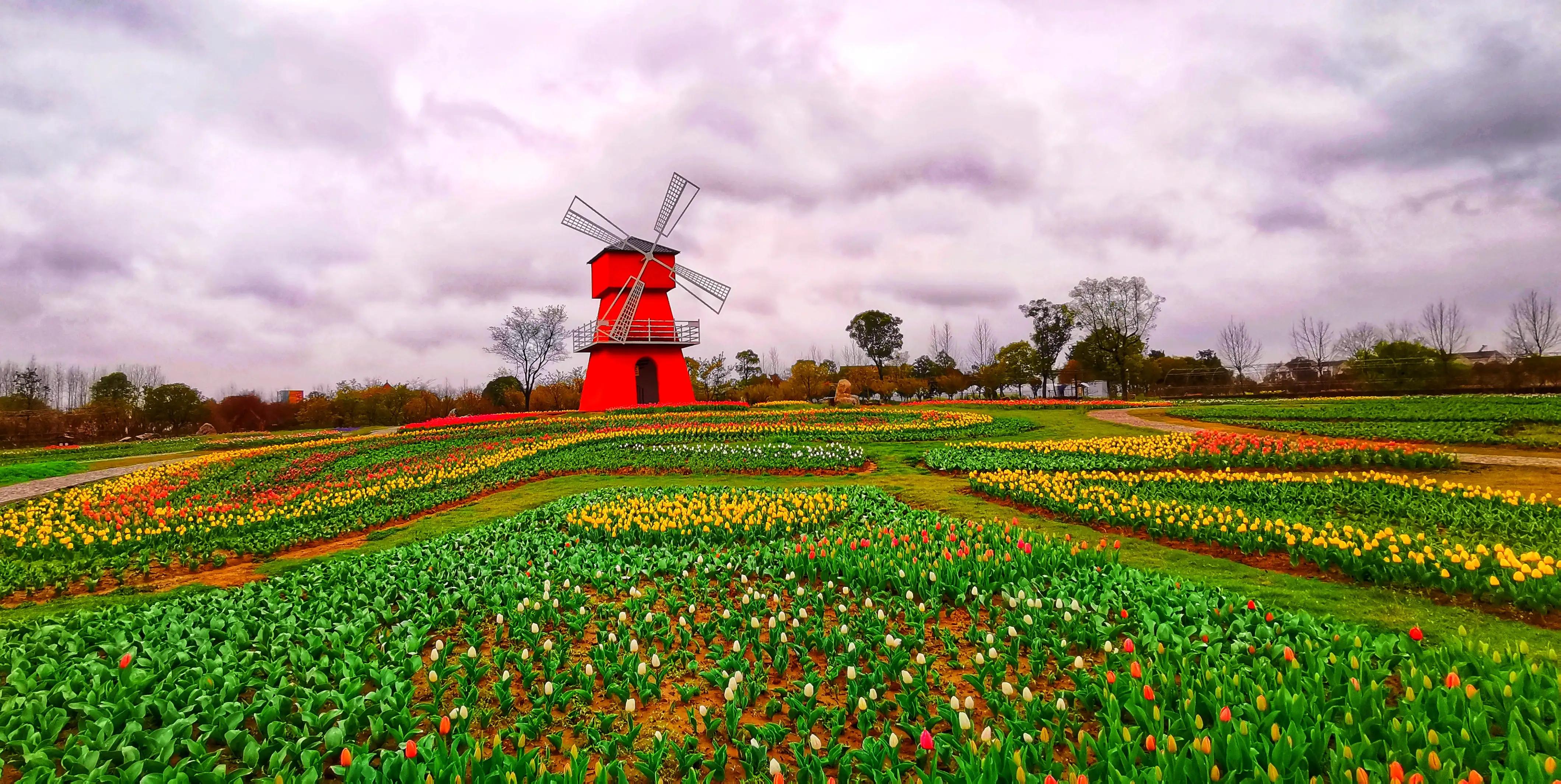 湖北宜昌花海赏花,枝江同心花海四月有什么花