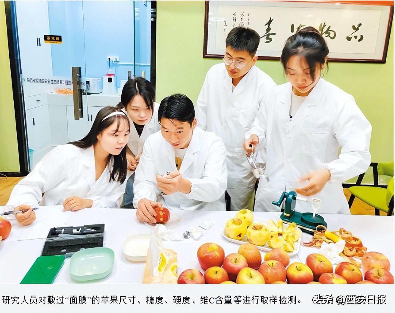 “黑科技”加持“红苹果”~敷过“面膜”的延安苹果更甜了！