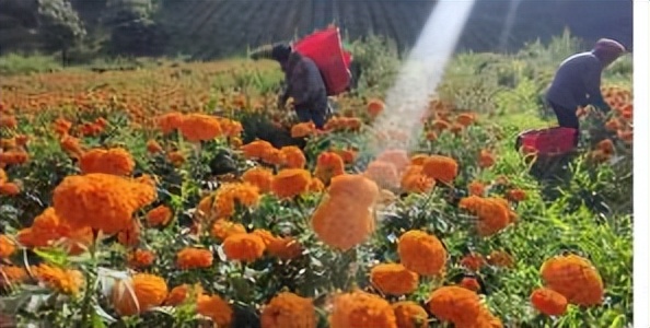 辛巴开国货计划新时代，即墨龙山：非遗公益课堂成暑期学习