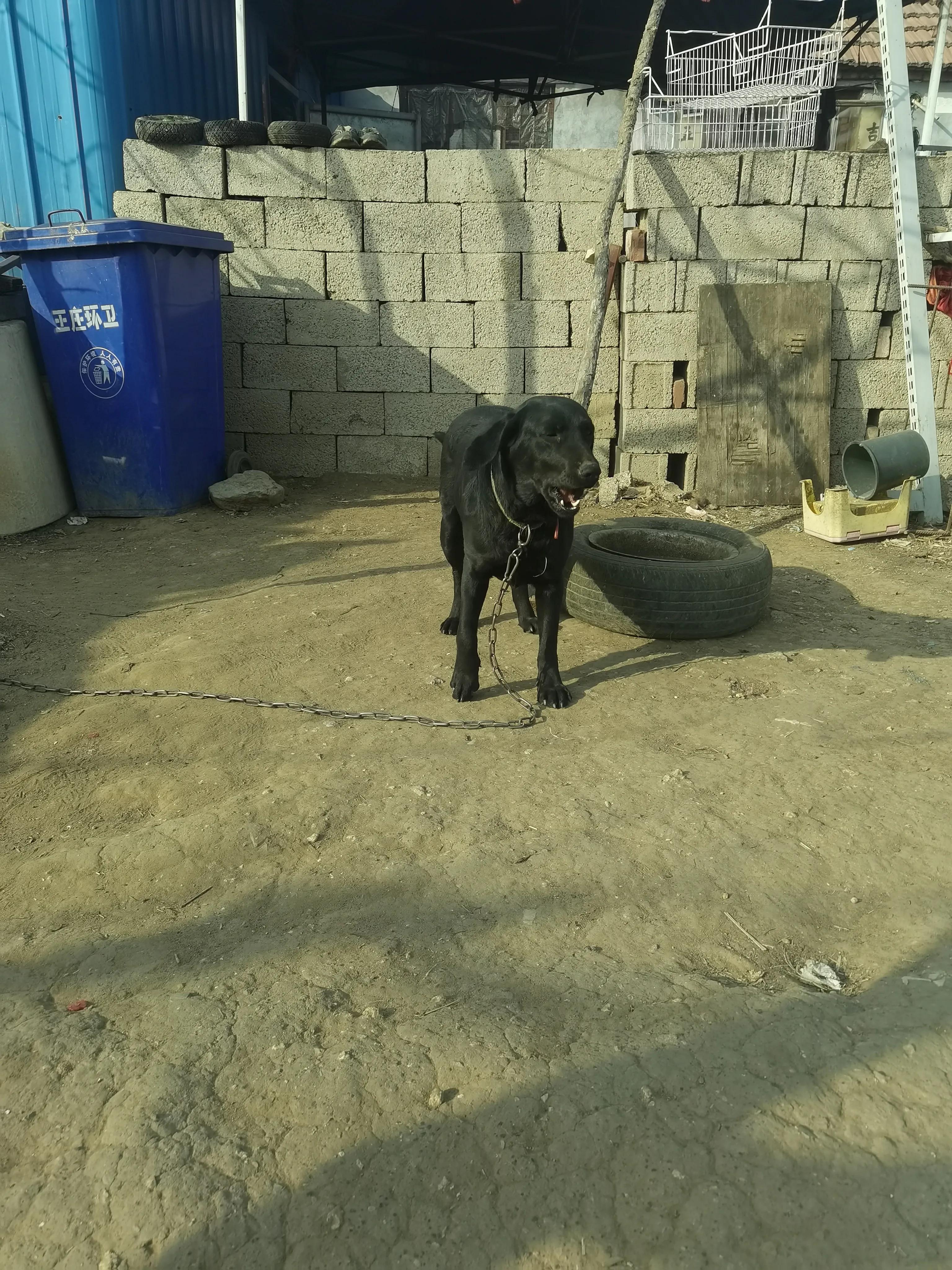 废弃材料建狗窝视频,用废弃木材搭建狗窝