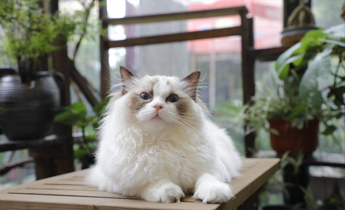 你想不到的冷知识系列7,1分钟带你了解关于布偶猫