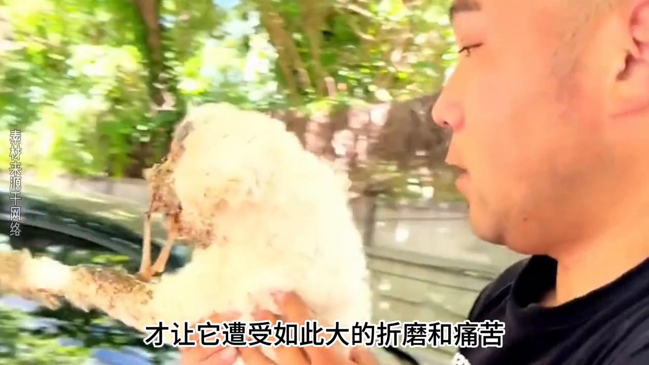 狗狗头上破了长了个大肉瘤,狗狗腿上长了肿瘤被主人抛弃