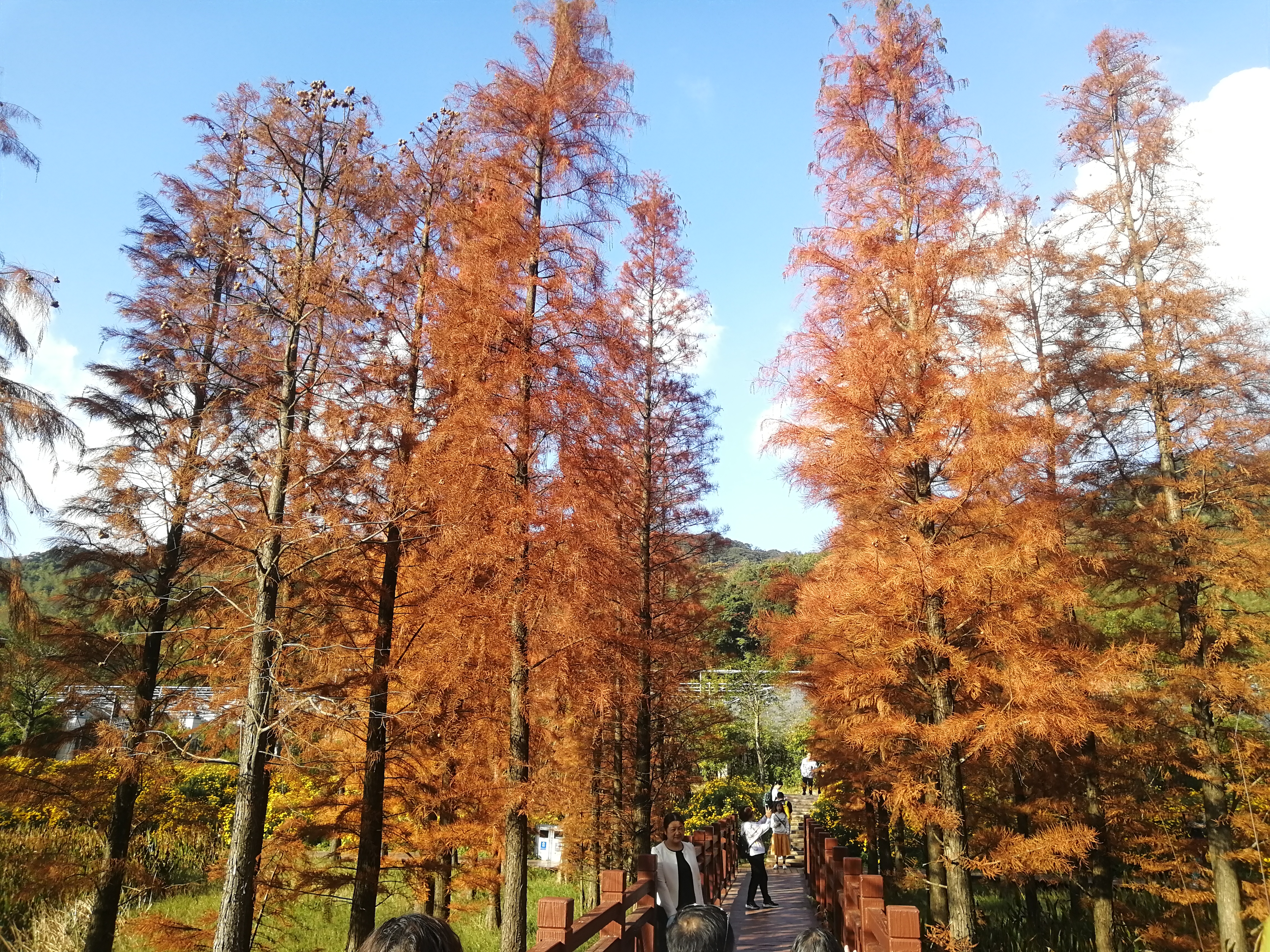 石门森林公园樱花谷交通线路,从化石门公园枫叶