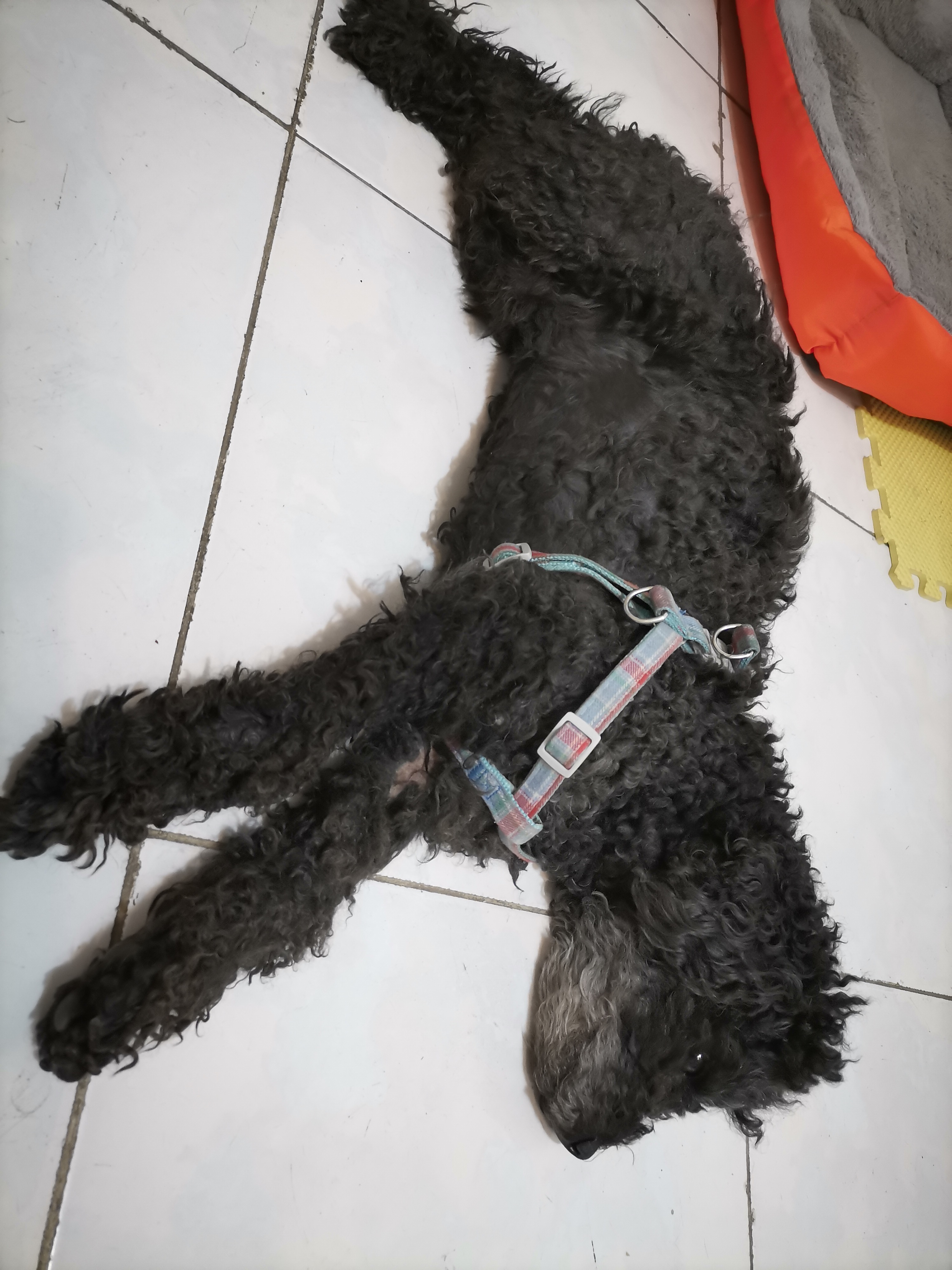 我的第二只猫咪图片,第二只猫来了第一只猫生气