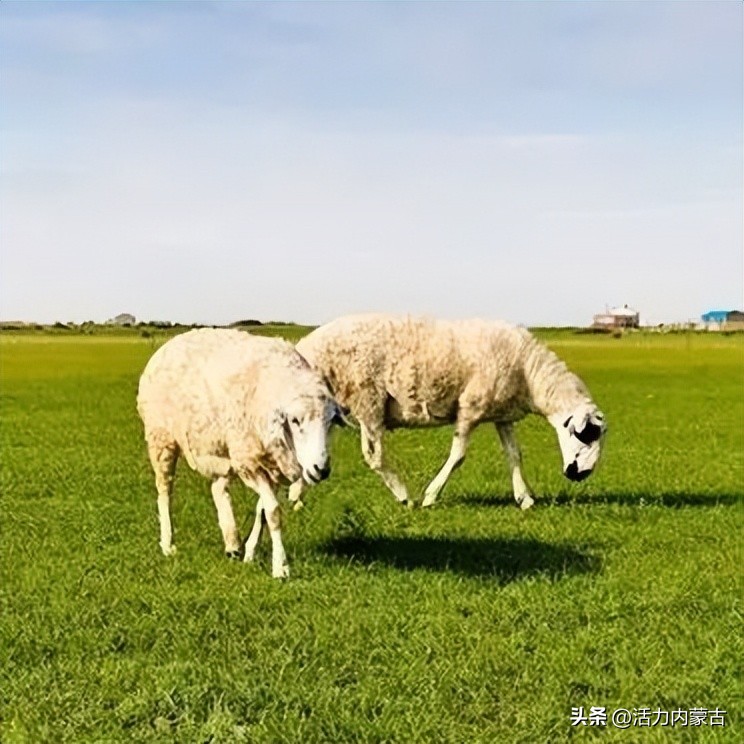 这场“羊”运会，内蒙古申请出战！