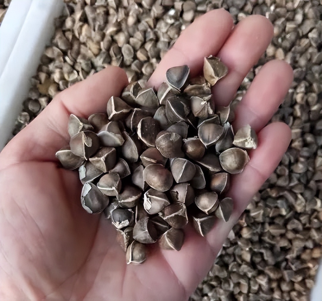 辣木树又叫什么,可以食用的辣木树图片