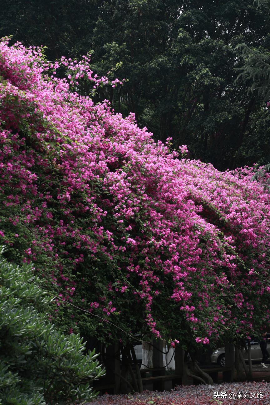当南充美景遇上“多巴胺”这就是想象中夏天的样子！